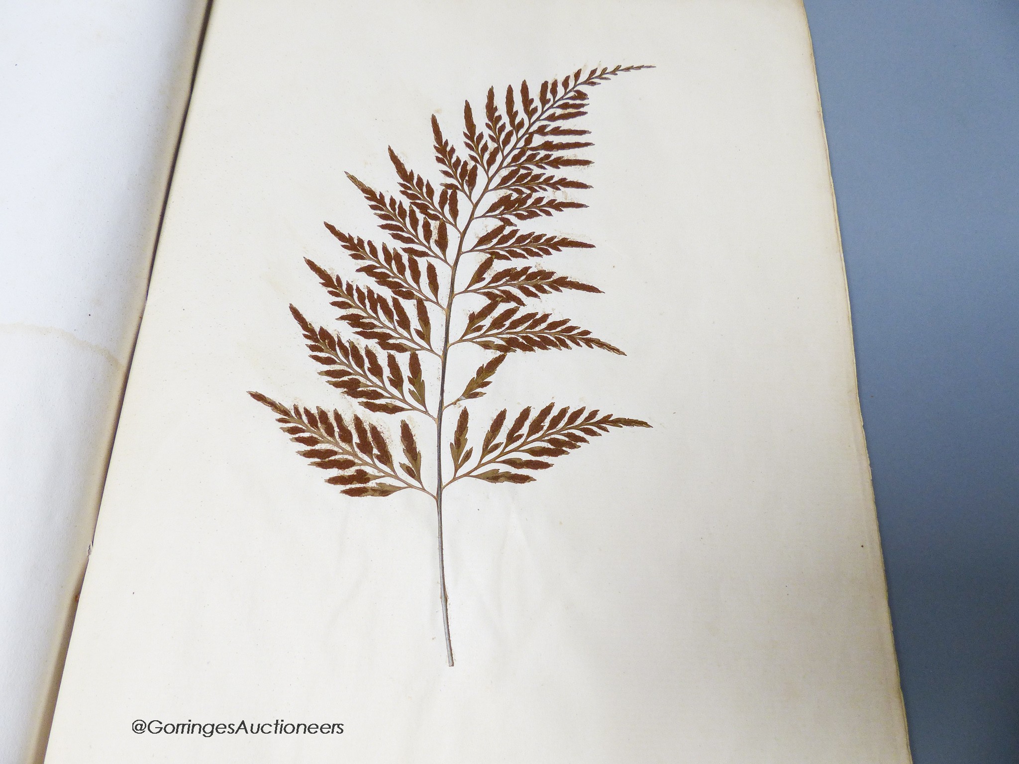 Early 20th century album of pressed fern specimens and leaves